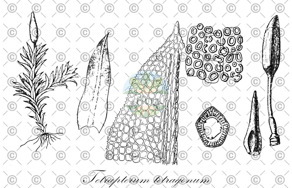 HistAbb_wfo-0000569275_1_ENZY_Simple | Historische Abbildung von Tetrapterum tetragonum - Pottiaceae | Historical Illustration of Tetrapterum tetragonum - Pottiaceae