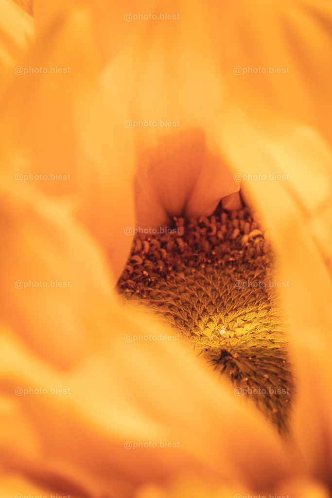 Der Lichttropfen | Einblick in die Sonnenblume, ein kleiner Tropfen im Sonnenlicht. - Realisiert mit Pictrs.com