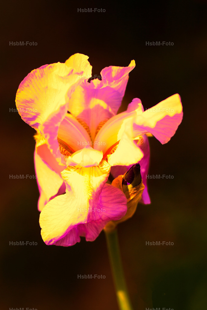 Blumenbluete 3 | Blüte im Sonnenlicht - Realisiert mit Pictrs.com