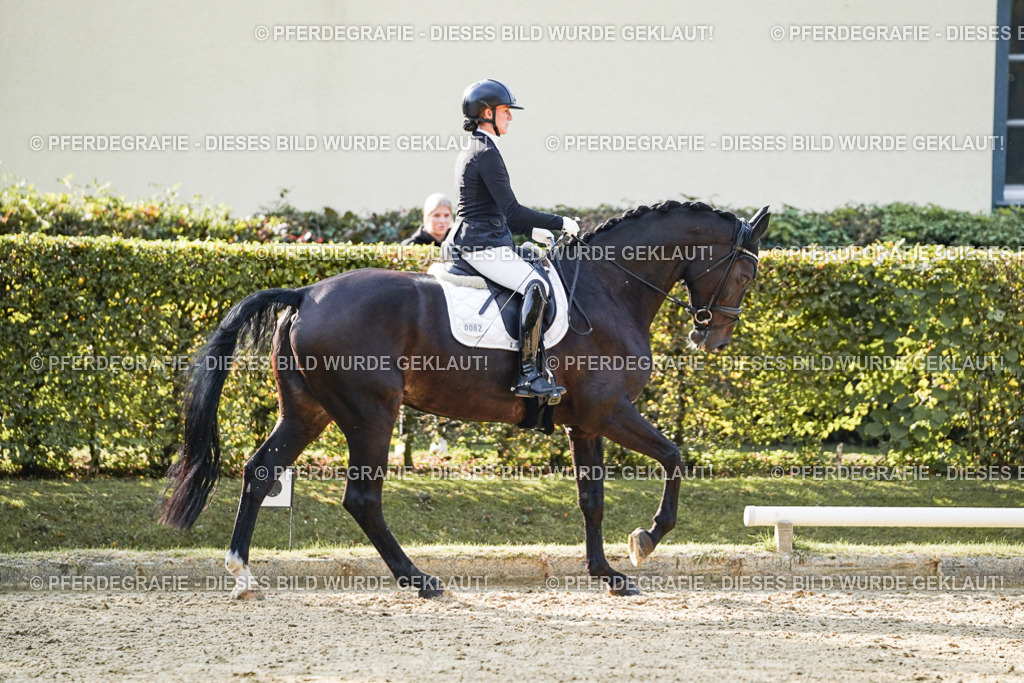 DSC05588 | Pferdegrafie