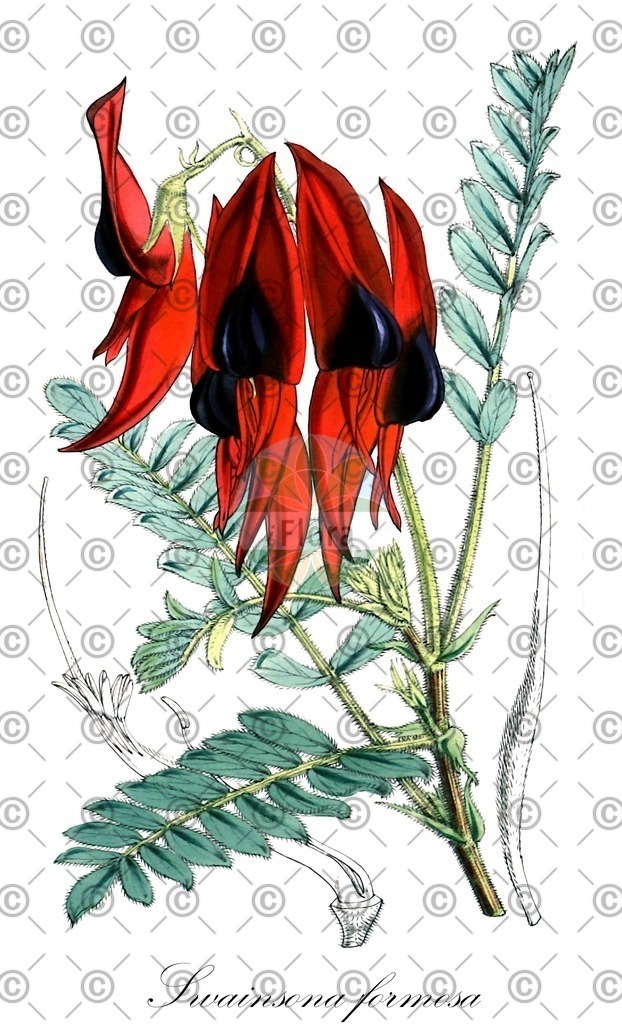HistAbb_wfo-0000174288_1_ENZY_Simple | Historische Abbildung von Swainsona formosa - Fabaceae | Historical Illustration of Swainsona formosa - Fabaceae
