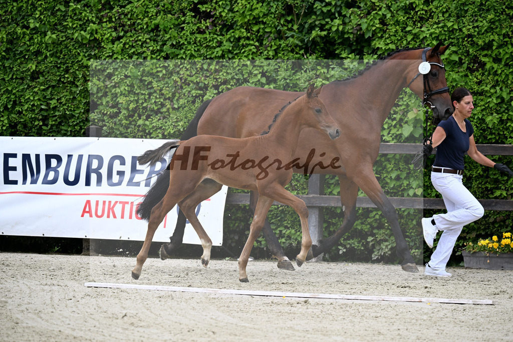 Kat-Nr. 6 Kjento x Millennium_Hopf_25240327 | hf-fotografie - Realisiert mit Pictrs.com