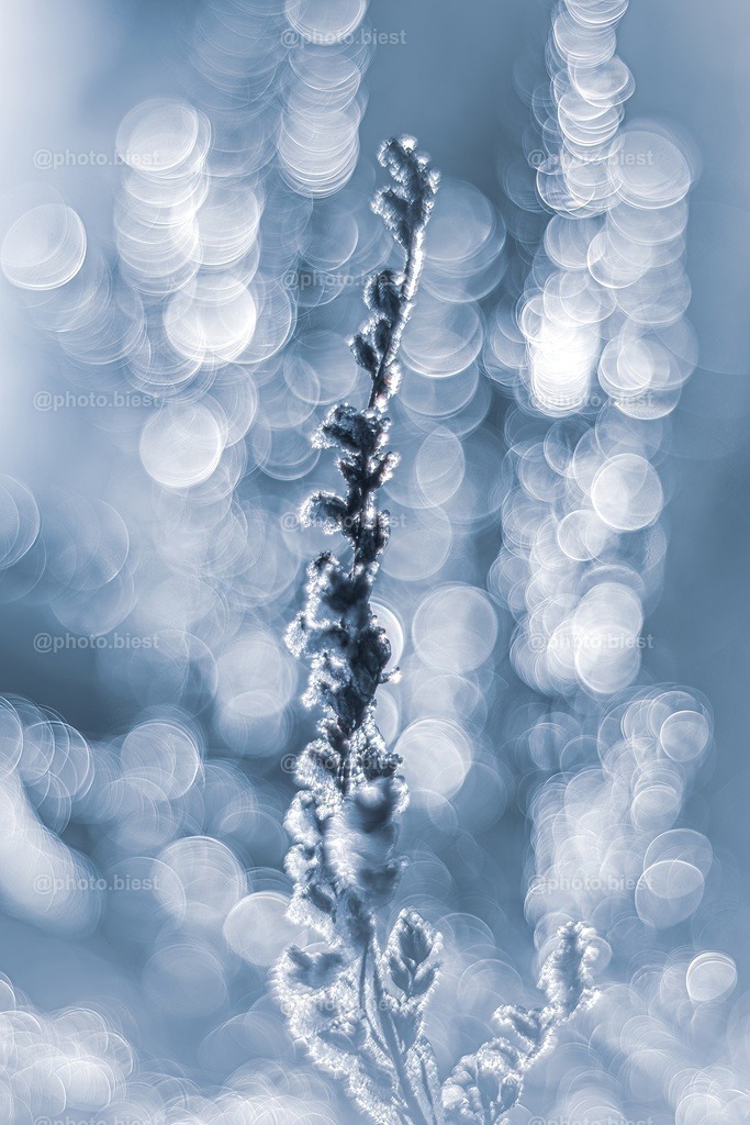 Bubbleliane | Eine Pflanze im Winter mit vielen Bubbles im Hintergrund. - Realisiert mit Pictrs.com