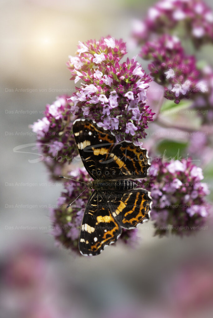 Ein "Landkärtchen" Schmetterling | Das Bild zeigt einen Schmetterling, der auf einer violett-rosa blühenden Pflanze sitzt. Der Schmetterling hat dunkle Flügel mit orangefarbenen und weißen Mustern, die sich deutlich vom Hintergrund abheben. Die Blüten sind in dichten Büscheln angeordnet, mit vielen kleinen Einzelblüten. Der Hintergrund ist weich verschwommen, wodurch der Schmetterling und die Blüten im Vordergrund klar hervortreten. Warmes, sanftes Licht fällt von links oben ins Bild und verleiht der Szene eine ruhige, sommerliche Atmosphäre. - Realisiert mit Pictrs.com