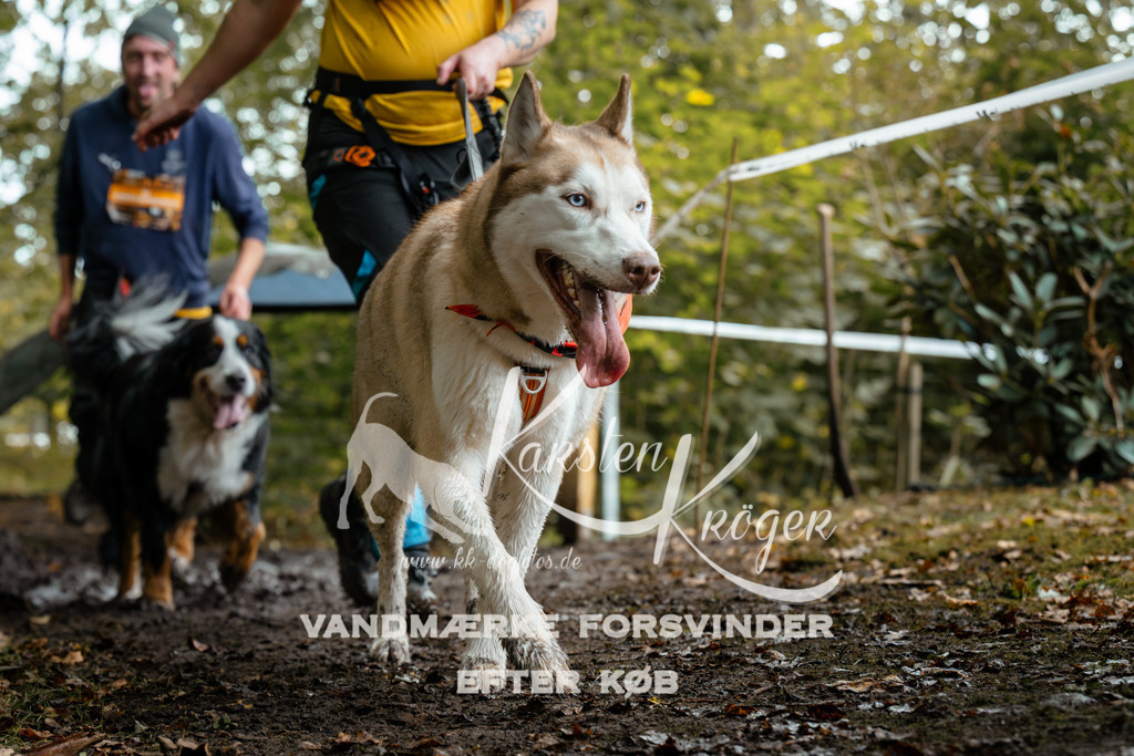 1427DZ6_2302Z6 | kk-dogfotos