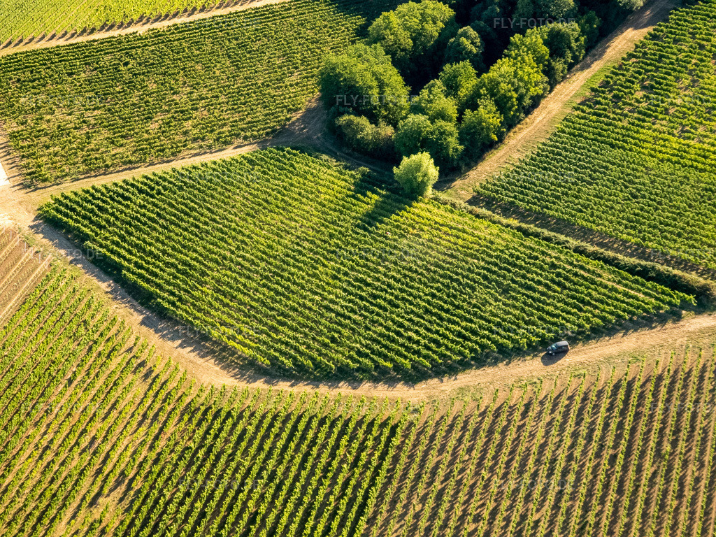 Luftbild: Weinberge und Büsche im Ortsteil Ingenheim in Billigheim-Ingenheim im Bundesland Rheinland-Pfalz in Deutschland. Foto: P8080025.jpg vom 08.08.2022 durch Werner Riehm/FLY-FOTO.de