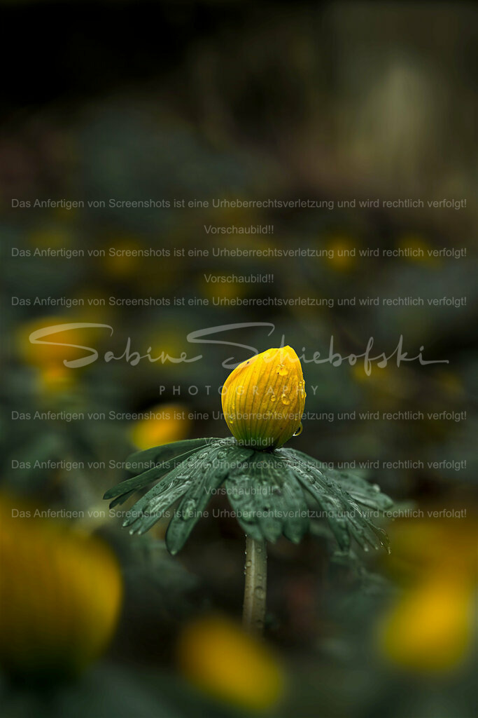 Wandbild Winterling | People- und Tierfotografie, Imageaufnahmen, Veranstaltungsfotografie und Wandbilder aus der Natur ★ Made in Germany ✔️ Druck + Downloads ✔️ Naturfotografie in Top Qualität ★ schneller Versand, weltweite Lieferung! - Realisiert mit Pictrs.com