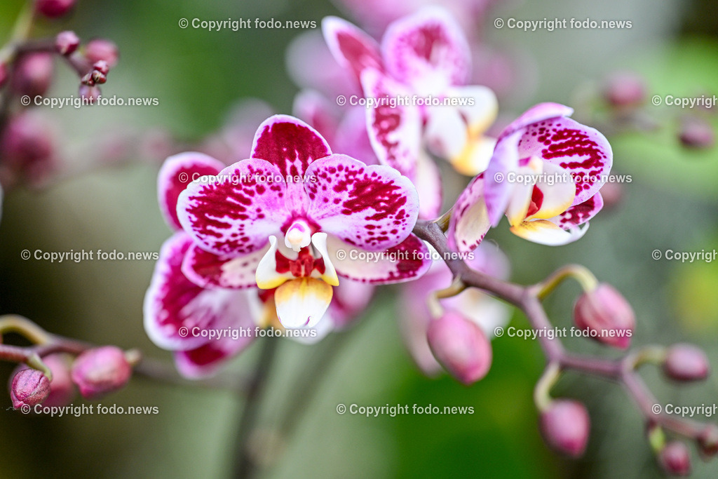 Botanischer Garten Linz_ Orchideen_ 14.04.2024-2 | 14.02.2024, Botanischer Garten Linz, AUT, Orchideen, im Bild Orchidee, Blume, Bluete, Pflanze, Tropenhaus, tropisch, Farbe, exotisch, bunt, Flora, Natur