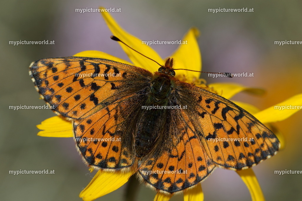 Boloria napaea-005 | Das Bilderarchiv über Tiere, Planzen und Landschaften. In der Bilddatenbank finden Sie ein große Auswahl an hochwertigen Bilder für Ihre Werbung - Realisiert mit Pictrs.com