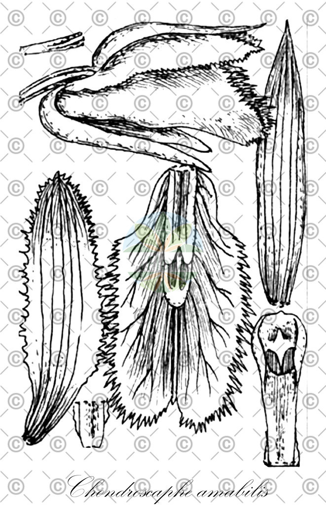 HistAbb_wfo-0000851470_1_ENZY_Simple | Historische Abbildung von Chondroscaphe amabilis - Orchidaceae | Historical Illustration of Chondroscaphe amabilis - Orchidaceae