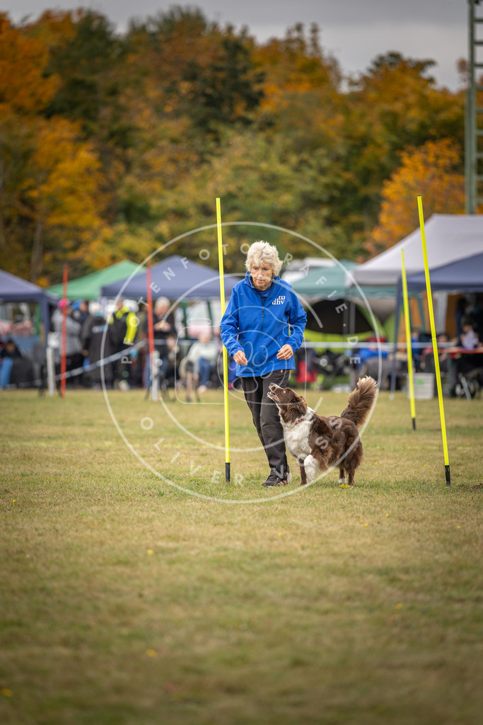 Pfotenfotografie_DV3A6041 | Hundefotografie, Tierfotograf, Pfotenfotografie, Fotoshooting Hund, Hunde Portrait, Hundesport, Hundeportraits, Heideshooting, Hunde, Sportfotograf, Hundefotograf, Turnierhundsport, THS,  - Realisiert mit Pictrs.com