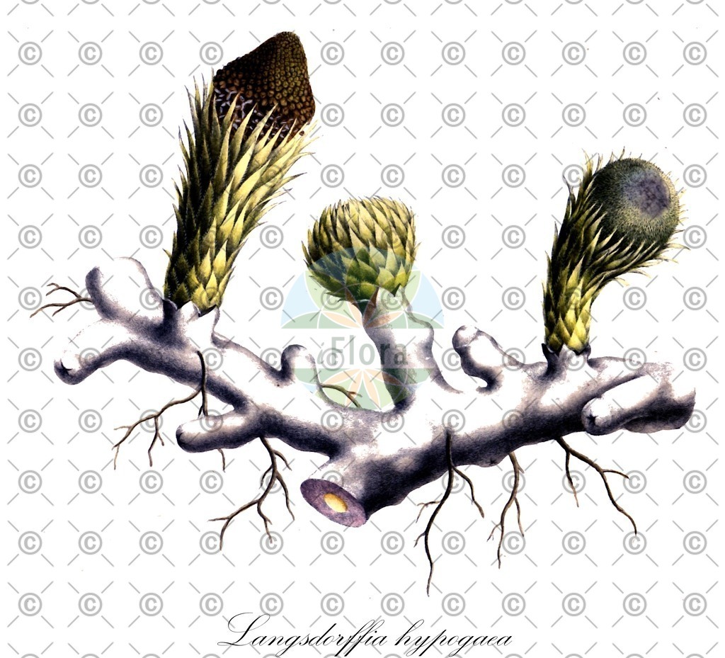 HistAbb_wfo-0001244712_1_ENZY_Simple | Historische Abbildung von Langsdorffia hypogaea - Balanophoraceae | Historical Illustration of Langsdorffia hypogaea - Balanophoraceae