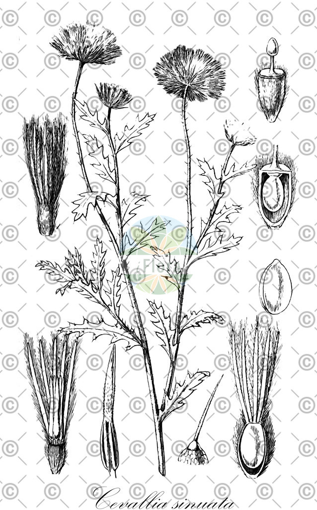 HistAbb_wfo-0000196409_1_ENZY_Simple | Historische Abbildung von Cevallia sinuata - Loasaceae | Historical Illustration of Cevallia sinuata - Loasaceae