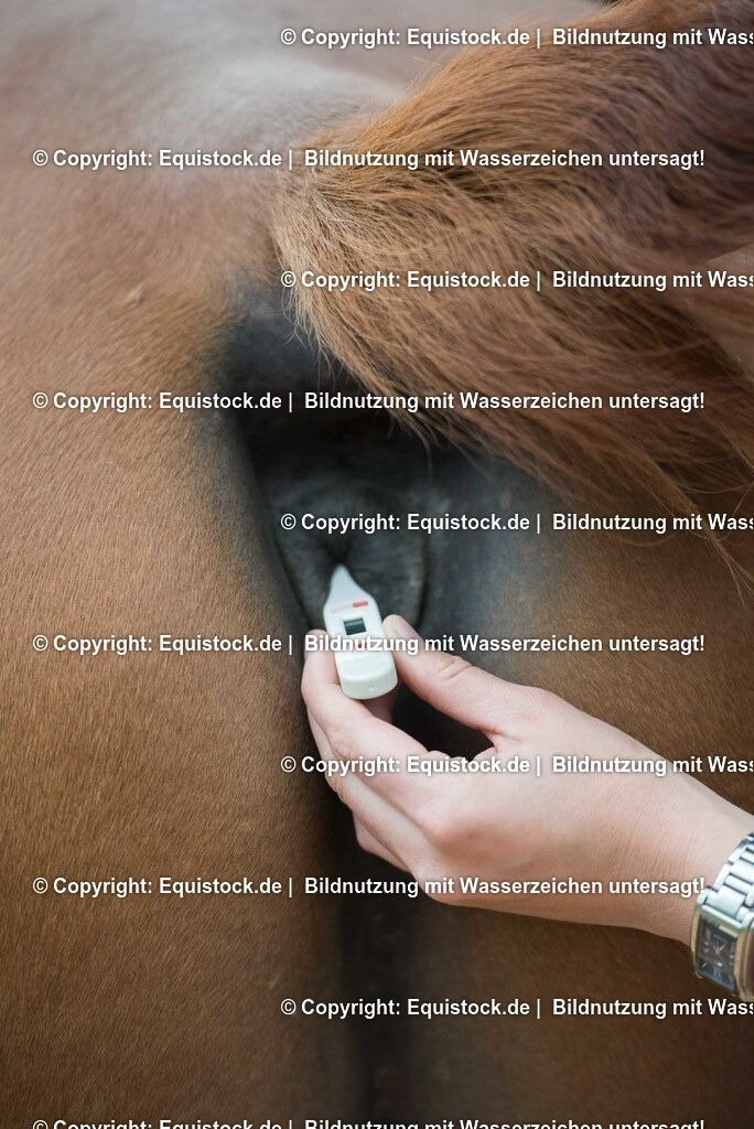 20180516_Vitalfunktionen_Pferd_0023 | equistock