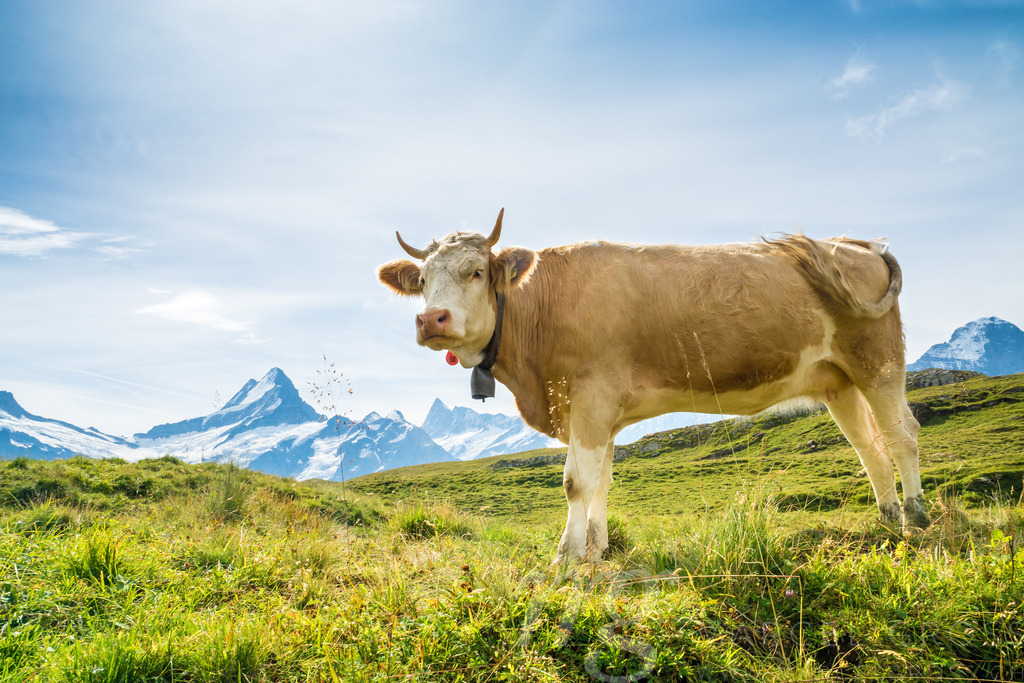 Simmentaler Kühe vor Schweizer Alpen mit Schreckhorn | a swiss Fleckvieh in Front of Streckhorn in Grindelwald, Switzerland - Realisiert mit Pictrs.com