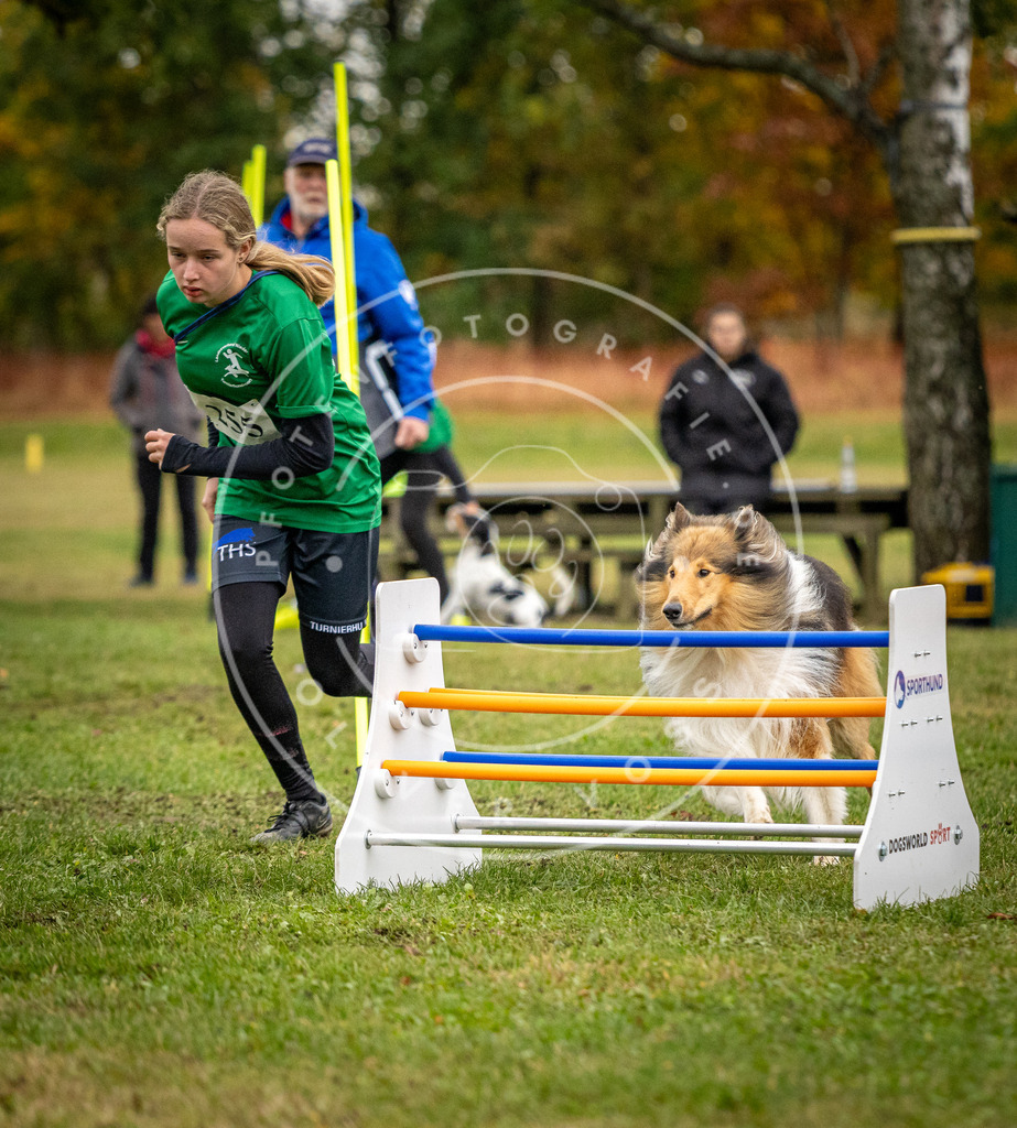 Pfotenfotografie_DV3A0386 | Hundefotografie, Tierfotograf, Pfotenfotografie, Fotoshooting Hund, Hunde Portrait, Hundesport, Hundeportraits, Heideshooting, Hunde, Sportfotograf, Hundefotograf, Turnierhundsport, THS,  - Realisiert mit Pictrs.com