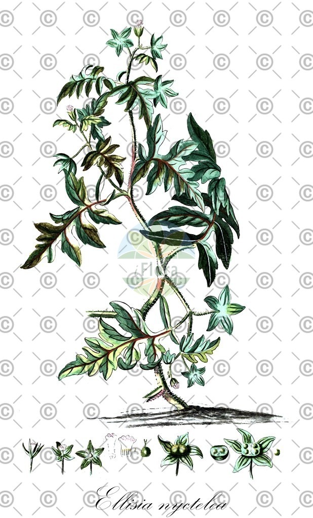 HistAbb_EMP_36340_SRC_Schlechtendal_FLORAD_SIMPLE | Historische Abbildung von Ellisia nyctelea - Boraginaceae | Historical Illustration of Ellisia nyctelea - Boraginaceae