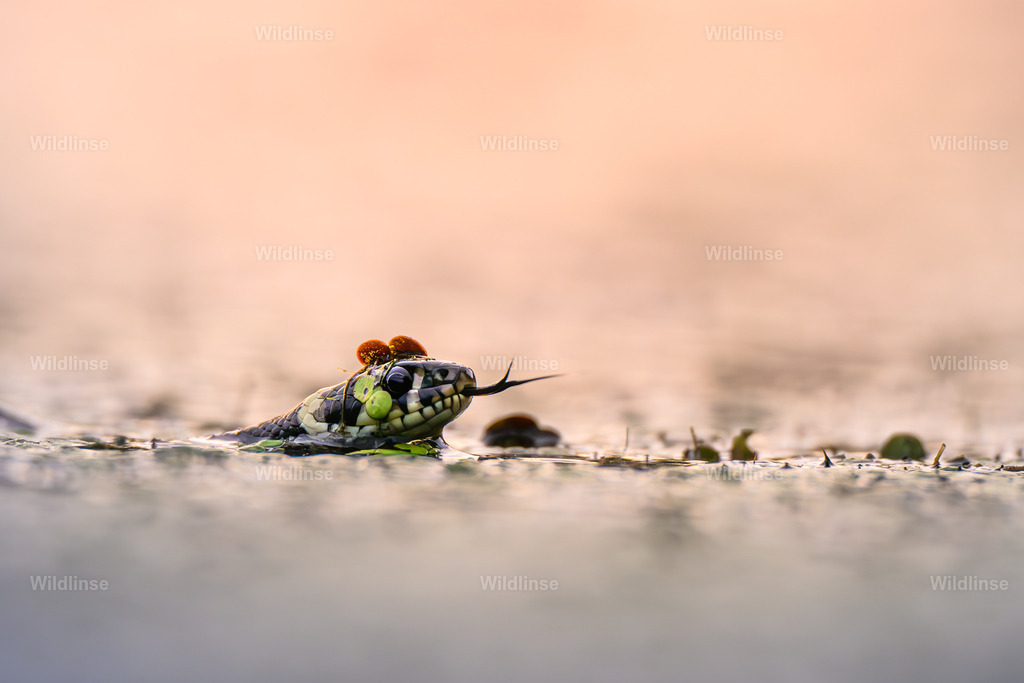 Wildlinse-250724-1 | Willkommen bei Wildlinse. Wildtierfotografien aus Schleswig-Holstein: Entdecke einzigartige Fine-Art-Prints und Poster, die Ruhe, Wildnis und die Schönheit unserer heimischen Tierwelt in dein Zuhause bringen. - Realisiert mit Pictrs.com