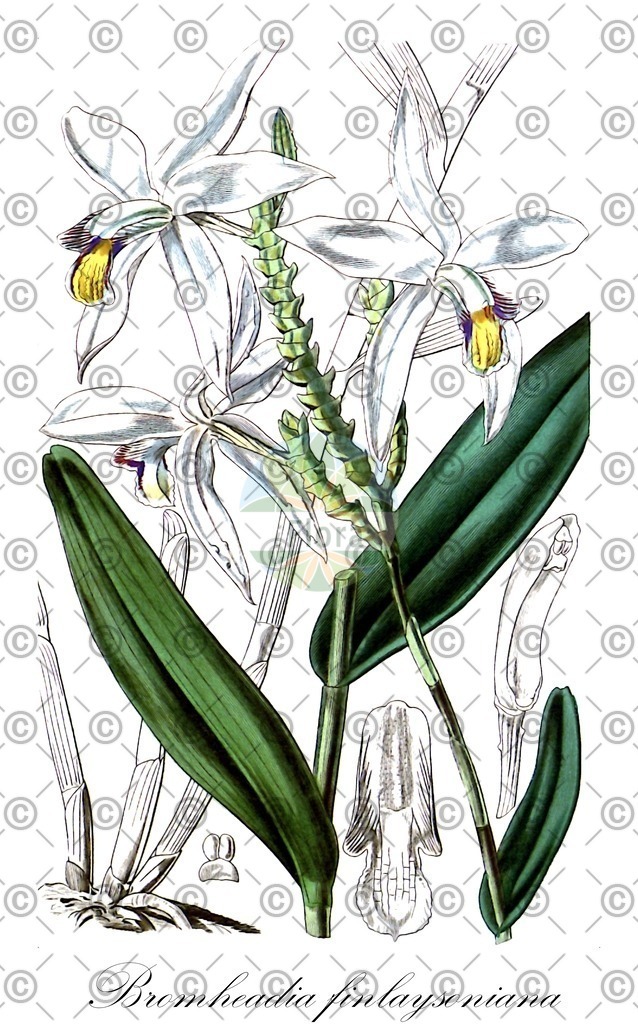HistAbb_EMP_137635_SRC_Schlechtendal_FLORAD_SIMPLE | Historische Abbildung von Bromheadia finlaysoniana - Orchidaceae | Historical Illustration of Bromheadia finlaysoniana - Orchidaceae