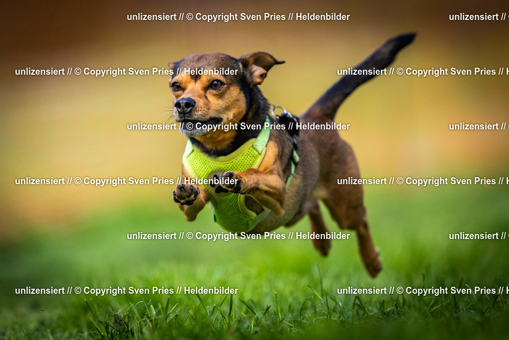 Sven Pries | 2025-04-13 - Hunderennen Baden-Baden - Realisiert mit Pictrs.com