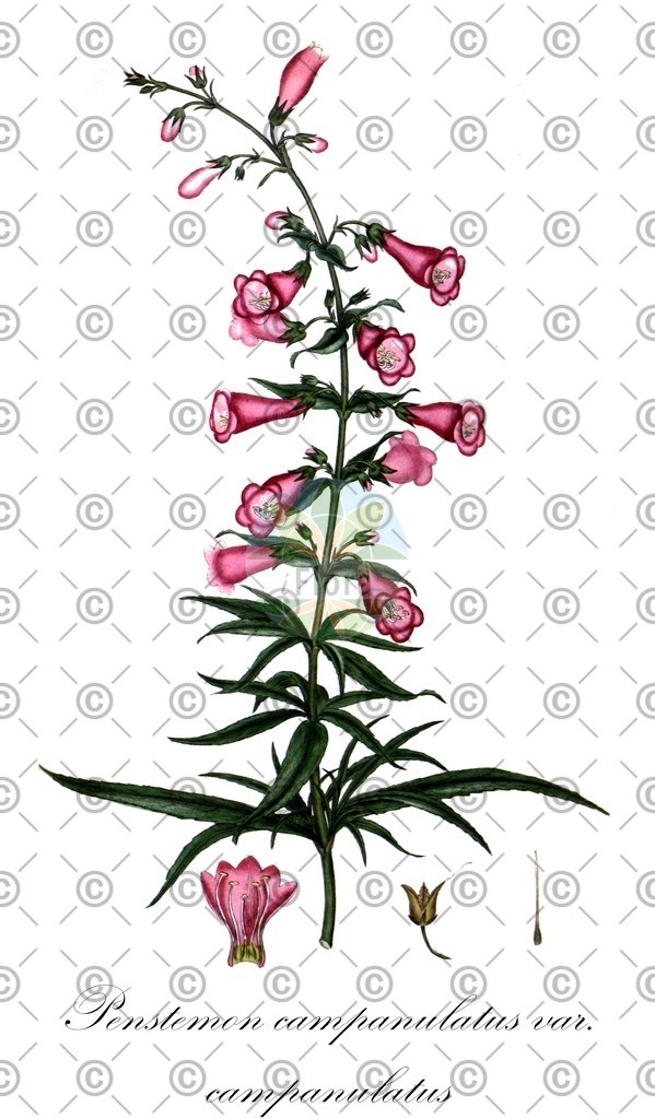 HistAbb_wfo-0000022553_1_ENZY_Simple | Historische Abbildung von Penstemon campanulatus var. campanulatus - Plantaginaceae | Historical Illustration of Penstemon campanulatus var. campanulatus - Plantaginaceae