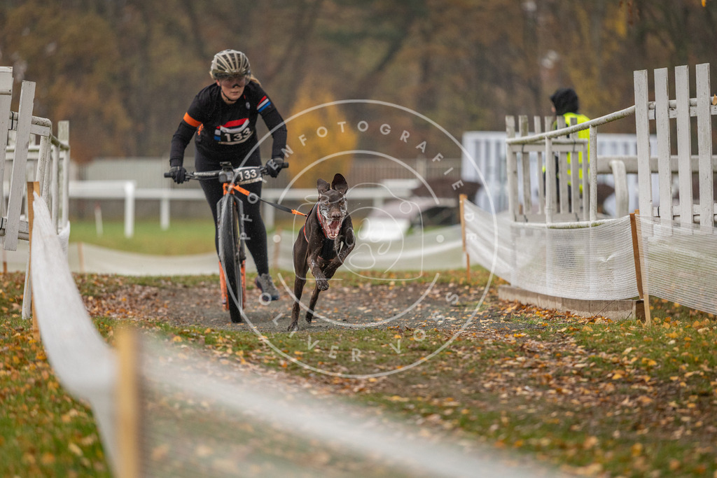 CaniXpix_DV3A8015 | Hundefotografie, Tierfotograf, Pfotenfotografie, Fotoshooting Hund, Hunde Portrait, Hundesport, Hundeportraits, Heideshooting, Hunde, Sportfotograf, Hundefotograf, Turnierhundsport, THS,  - Realisiert mit Pictrs.com