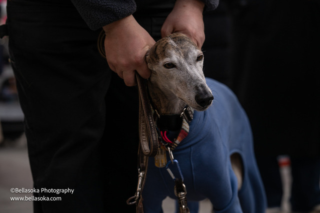 Galgomarsch2026-150 | Augenblicke kommen und gehen, Erinnerungen bleiben. Als Tierfotografin schaffe ich liebevolle Erinnerungen an unsere tierischen Familienmitglieder, ohne Stress und Druck.
Buchbar für den Raum München und Landkreis Dachau  - Realisiert mit Pictrs.com