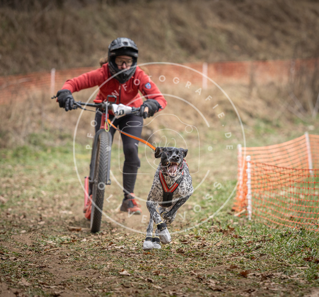 Pfotenfotografie_DV3A6687 | Hundefotografie, Tierfotograf, Pfotenfotografie, Fotoshooting Hund, Hunde Portrait, Hundesport, Hundeportraits, Heideshooting, Hunde, Sportfotograf, Hundefotograf, Turnierhundsport, THS,  - Realisiert mit Pictrs.com