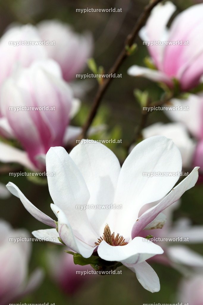 Tulpen-Magnolie-005 | Das Bilderarchiv über Tiere, Planzen und Landschaften. In der Bilddatenbank finden Sie ein große Auswahl an hochwertigen Bilder für Ihre Werbung - Realisiert mit Pictrs.com