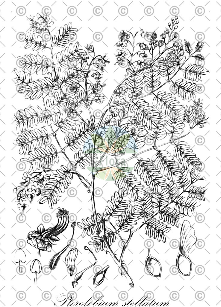 HistAbb_wfo-0001301062_1_ENZY_Simple | Historische Abbildung von Pterolobium stellatum - Fabaceae | Historical Illustration of Pterolobium stellatum - Fabaceae