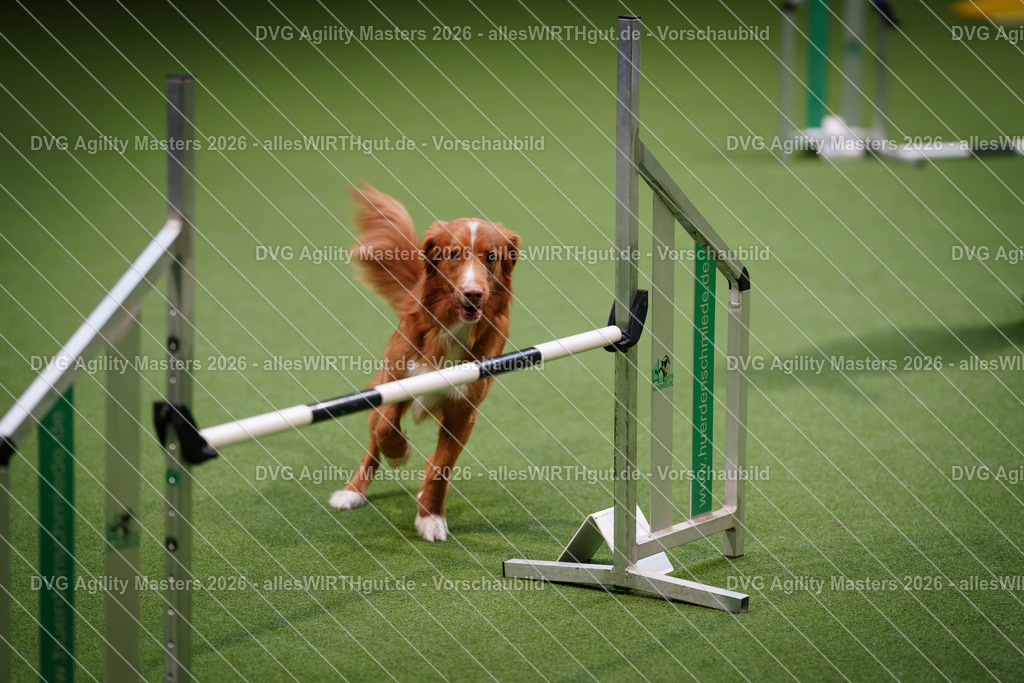 allesWIRTHgut_Tierfotografie-DVG_Agility_Masters_2026-15_51-7R502969 | Professionelle Tierfotografie in Mönchengladbach von Daniel Wirth (allesWIRTHgut). Liebevolle & natürliche Bilder von Hunden & Katzen für unvergessliche Erinnerungen.