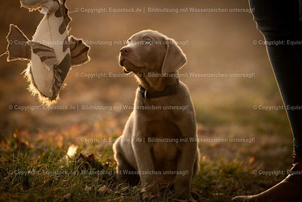 20190224_Hund_0044 | Foto: Thomas Hartig