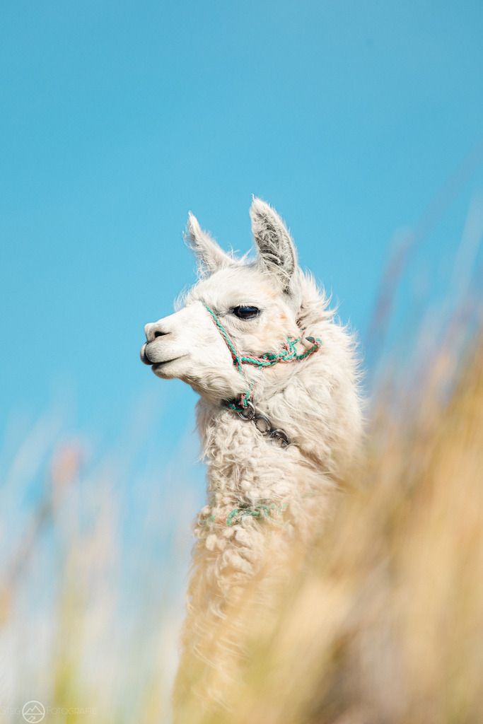 Lama | Format 3 zu 2 - Realisiert mit Pictrs.com