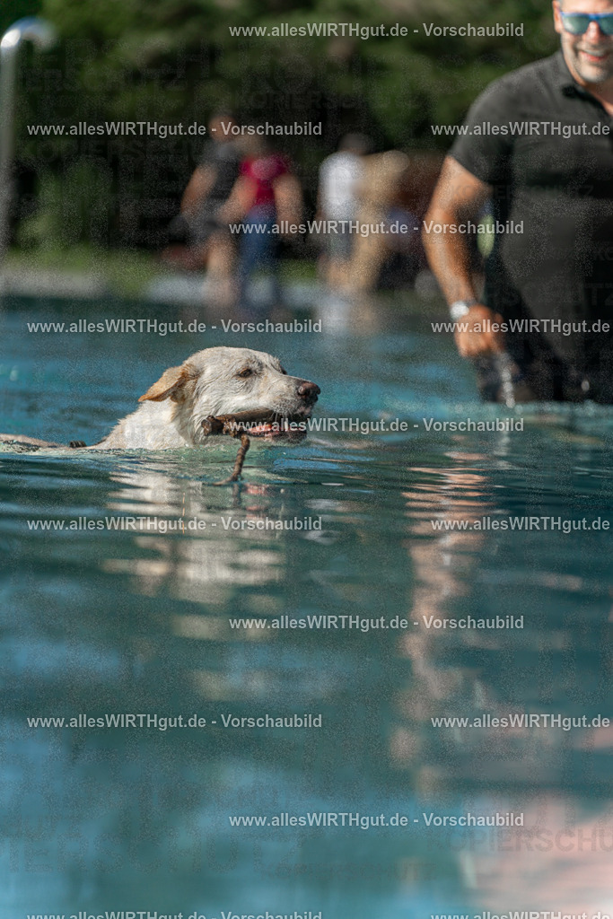 Hundeschwimmen_Volksbad_2026-allesWIRTHgut_Tierfotografie-2609061547-7R501872 | Professionelle Tierfotografie in Mönchengladbach von Daniel Wirth (allesWIRTHgut). Liebevolle & natürliche Bilder von Hunden & Katzen für unvergessliche Erinnerungen.