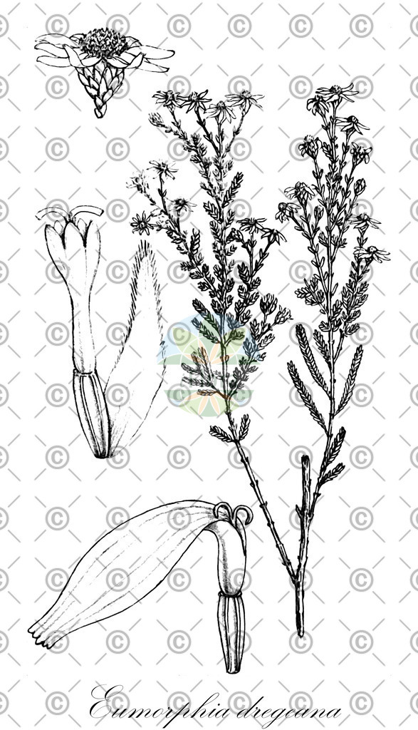 HistAbb_wfo-1000040451_1_ENZY_Simple | Historische Abbildung von Eumorphia dregeana - Asteraceae | Historical Illustration of Eumorphia dregeana - Asteraceae