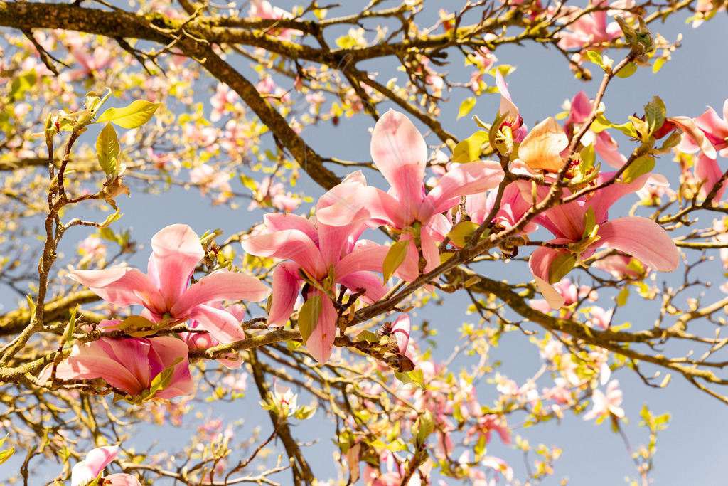 Magnolienblüte Seitenstetten | Ihre Fotografin im Lungau, ihre Fotografin im Mostviertel, Wandbilder Onlineshop, Imagefotos für Ihr Unternehmen,  - Realisiert mit Pictrs.com