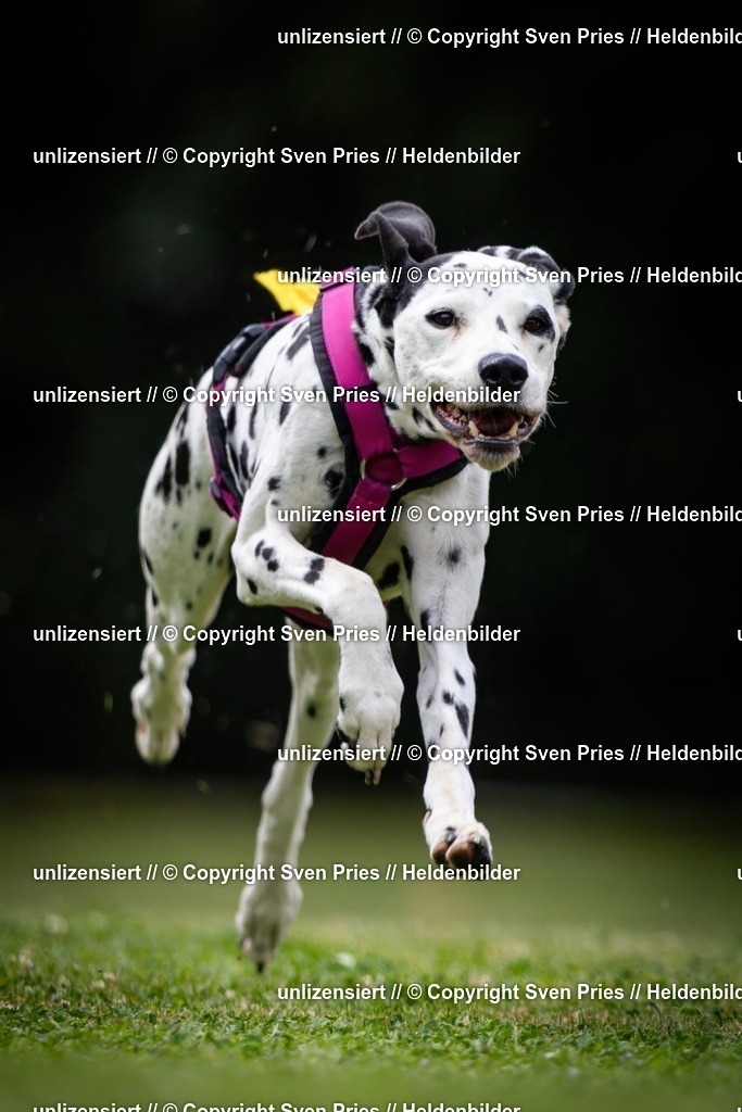 Sven Pries | 19. Allgemeines Hunderennen Karlsruhe Durlach - Realisiert mit Pictrs.com