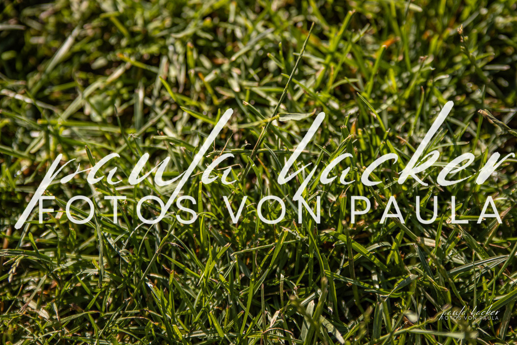 IMG_0029 | Erleben Sie dynamische Sport- und emotionale Tierfotografie in Süddeutschland mit Fotos von Paula. Spezialisiert auf Pferde- und Hundefotografie sowie Sportevents. Kontaktieren Sie mich für einzigartige und ausdrucksstarke Bilder Ihrer besonderen Momente. - Realisiert mit Pictrs.com
