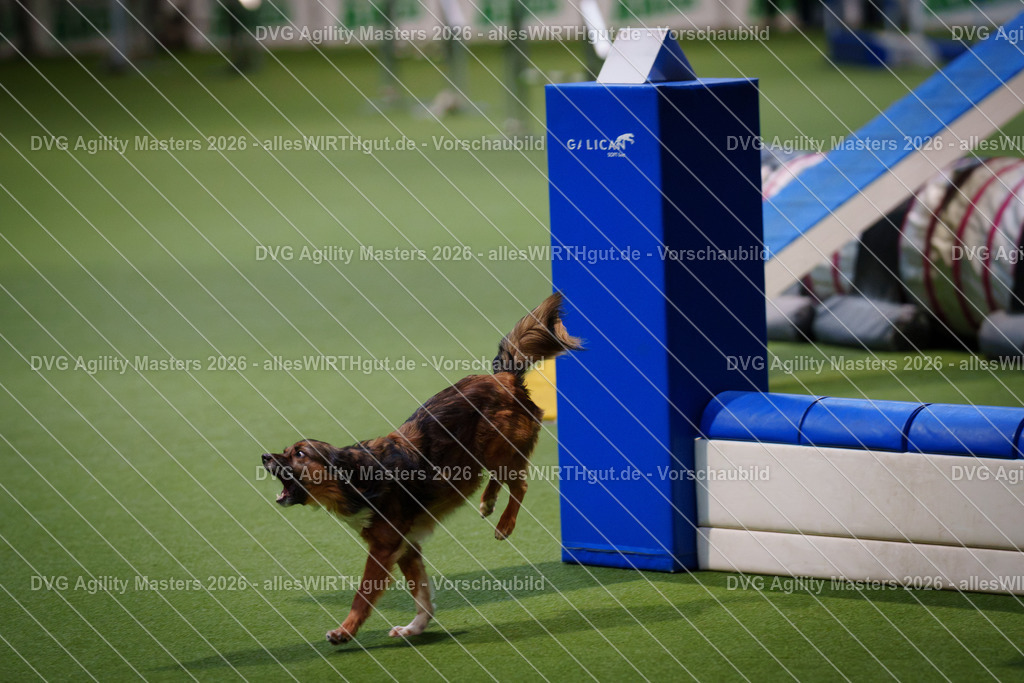 allesWIRTHgut_Tierfotografie-DVG_Agility_Masters_2026-16_52-7R504574 | Professionelle Tierfotografie in Mönchengladbach von Daniel Wirth (allesWIRTHgut). Liebevolle & natürliche Bilder von Hunden & Katzen für unvergessliche Erinnerungen.
