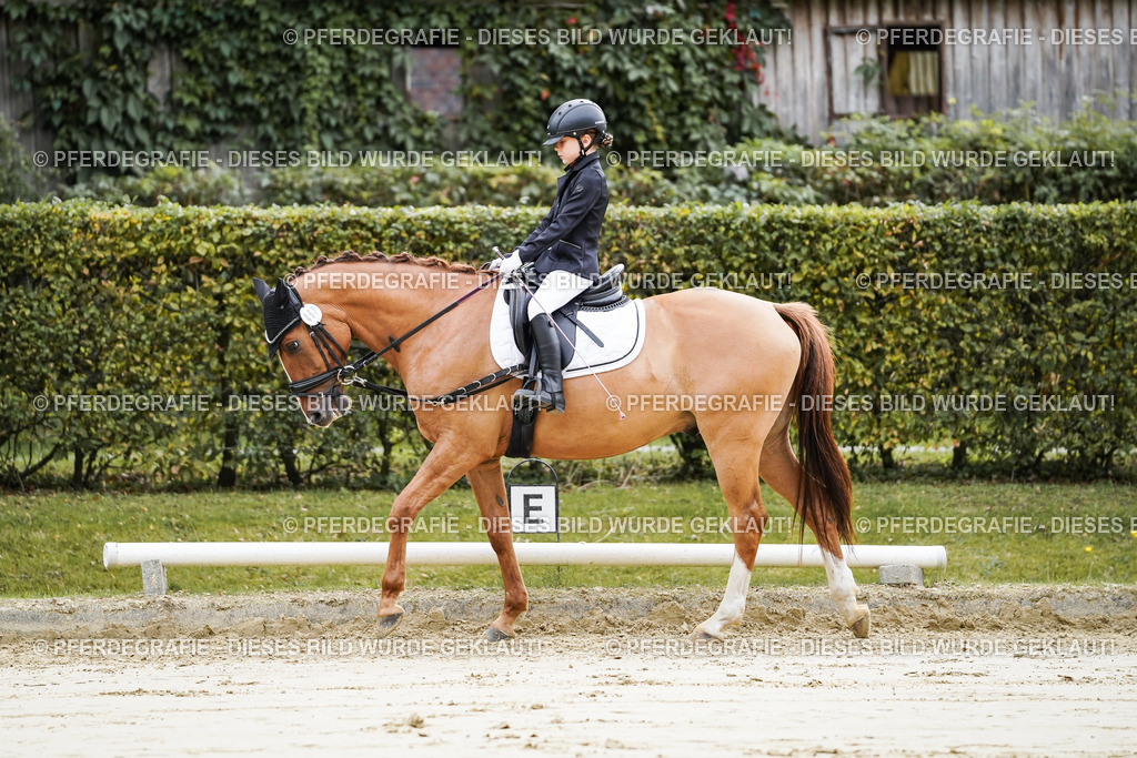 DSC05087 | Pferdegrafie