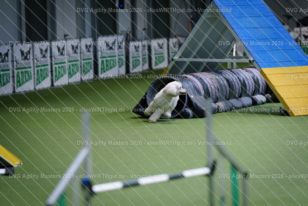 allesWIRTHgut_Tierfotografie-DVG_Agility_Masters_2026-13_30-7R509571 | Professionelle Tierfotografie in Mönchengladbach von Daniel Wirth (allesWIRTHgut). Liebevolle & natürliche Bilder von Hunden & Katzen für unvergessliche Erinnerungen.
