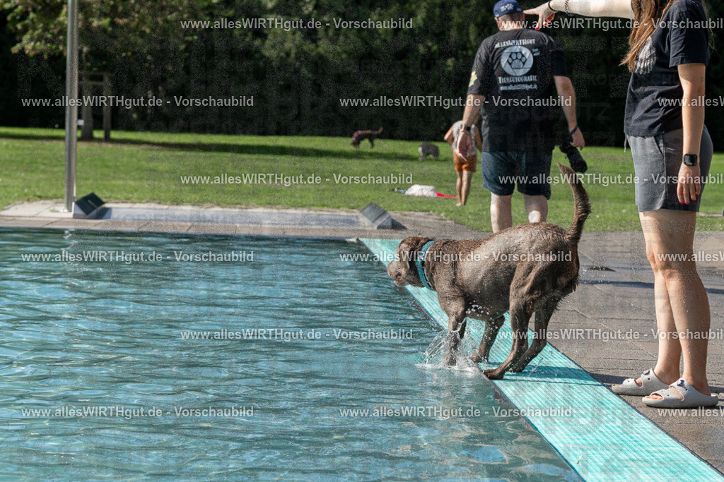Hundeschwimmen_Volksbad_2026-allesWIRTHgut_Tierfotografie-2609061532-FAY07254 | Professionelle Tierfotografie in Mönchengladbach von Daniel Wirth (allesWIRTHgut). Liebevolle & natürliche Bilder von Hunden & Katzen für unvergessliche Erinnerungen.