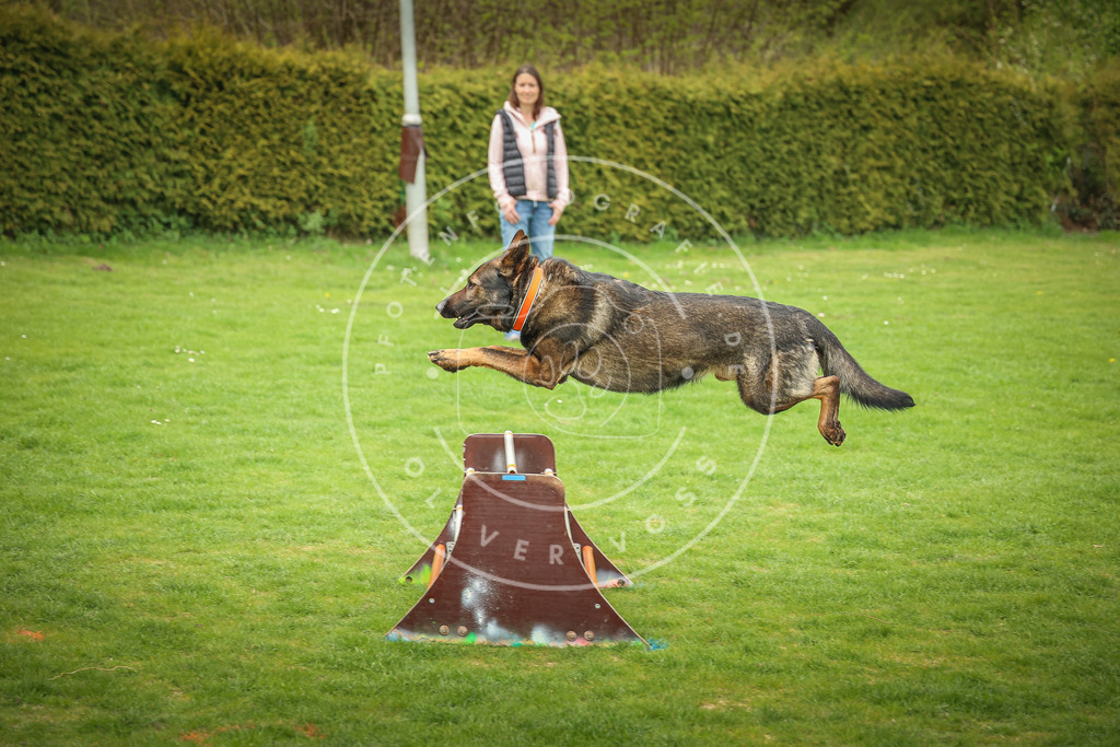 Pfotenfotografie_0L8A9986 | Hundefotografie, Tierfotograf, Pfotenfotografie, Fotoshooting Hund, Hunde Portrait, Hundesport, Hundeportraits, Heideshooting, Hunde, Sportfotograf, Hundefotograf, Turnierhundsport, THS,  - Realisiert mit Pictrs.com
