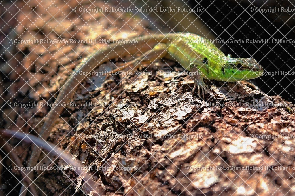 IMG_1612_ZSD | Wandfotos und Wandbilder für Büro, Kanzlei, Praxis und Unternehmen in höchster Qualität. Verfügbar als Jahreskalender, Holzdruck, Leinwand, Forex-Fotodruck, Alu-Dibond, Acrylglas, Akustikbilder. - Realisiert mit Pictrs.com