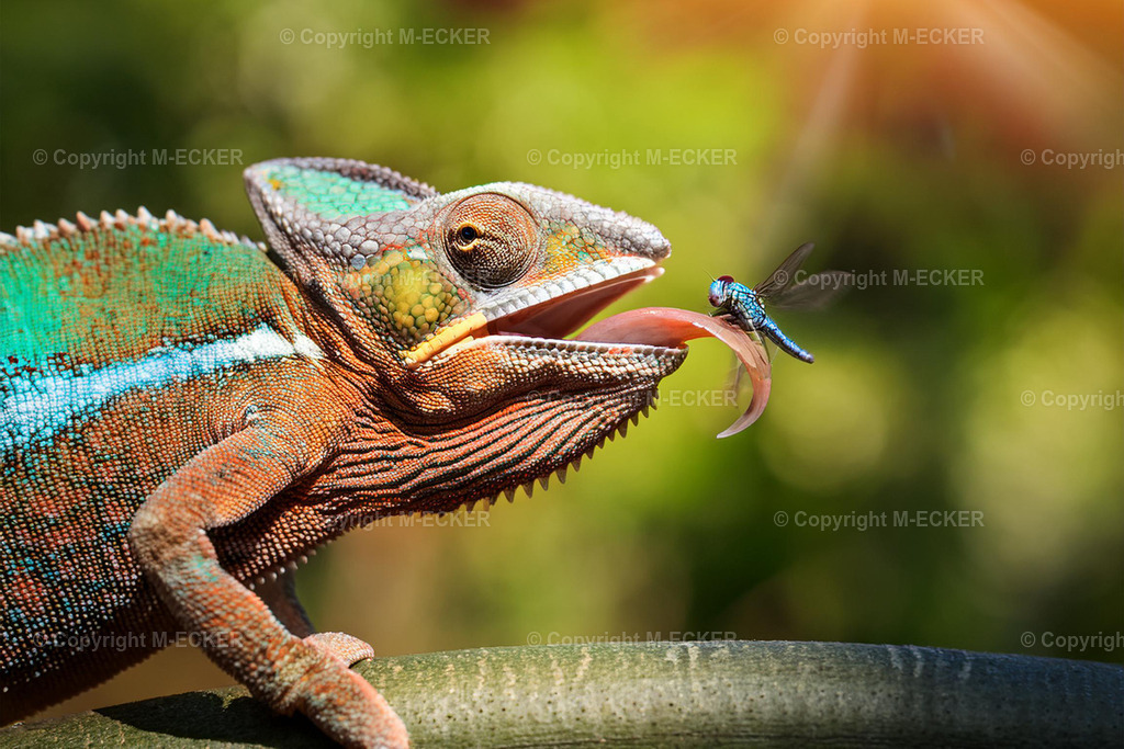 kameleon5jpg | Martin Ecker Fotograf Euratsfeld - Realisiert mit Pictrs.com