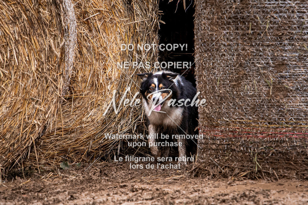 nelerasche_Hunsrück_So09-11_19 | nelerasche