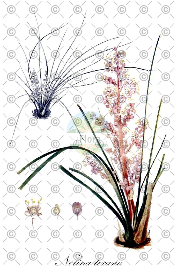 HistAbb_wfo-0001131001_1_ENZY_Simple | Historische Abbildung von Nolina texana - Asparagaceae | Historical Illustration of Nolina texana - Asparagaceae (bunchgrass)