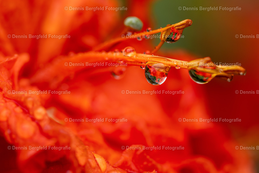 Flower 24 | Entdecken Sie Natur, Makro und Tierfotografie von Dennis Bergfeld.Besondere Momente und Details der Natur, hochwertig als Foto und Wandbild erhältlich. - Realisiert mit Pictrs.com