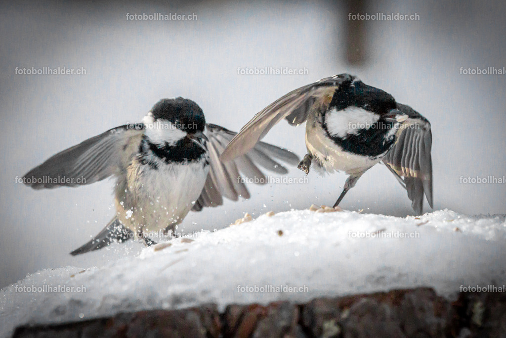 IMG_5275 | Foto Bollhalder 