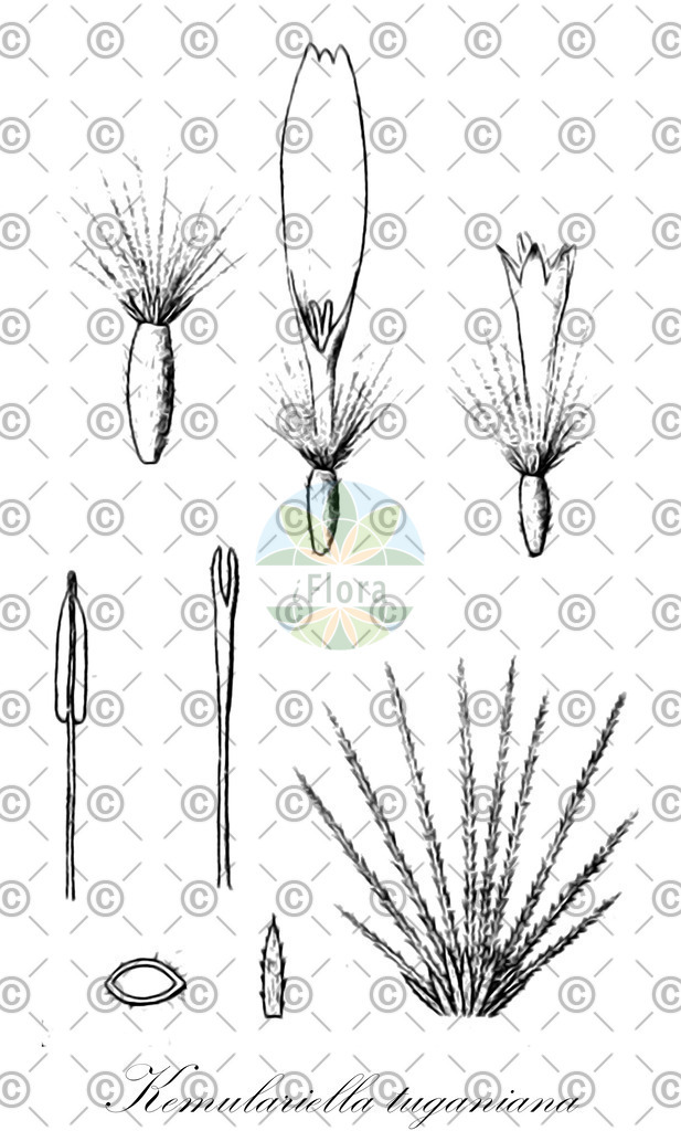 HistAbb_wfo-0000185033_1_ENZY_Simple | Historische Abbildung von Kemulariella tuganiana - Asteraceae | Historical Illustration of Kemulariella tuganiana - Asteraceae